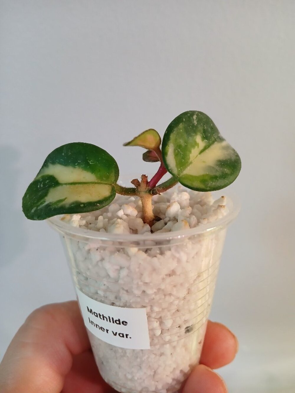 Hoya Mathilde Varigated-SOLD, cross listed - Picture 5 of 8